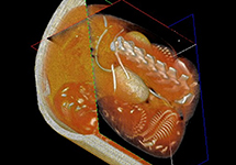 Small Animal X-ray & micro-CT image