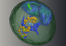 Electron microscopy 3D image