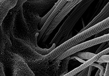 Electron Microscopy for Biological Samples image