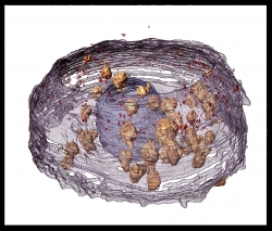 Crystallization in cell membranes and Antibody-Crystal interactions