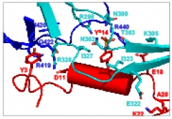 The interaction of HIV-1 envelope protein gp120 with its coreceptor