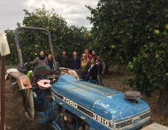 Orange picking