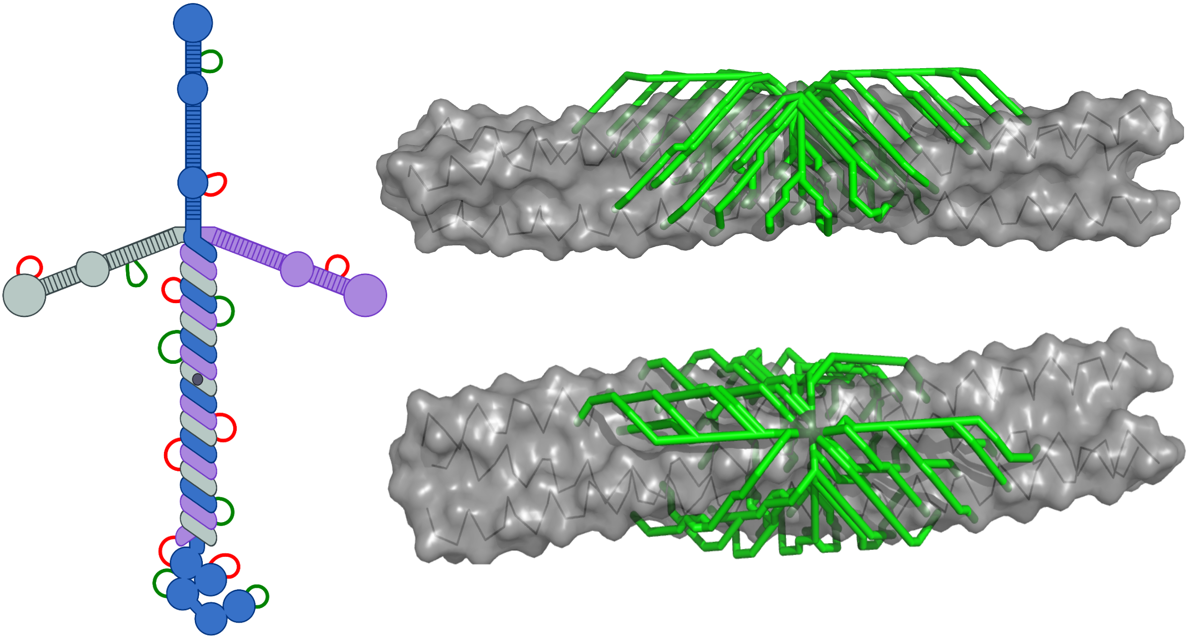 Laminin with cross-links || distances measured on a coiled coil
