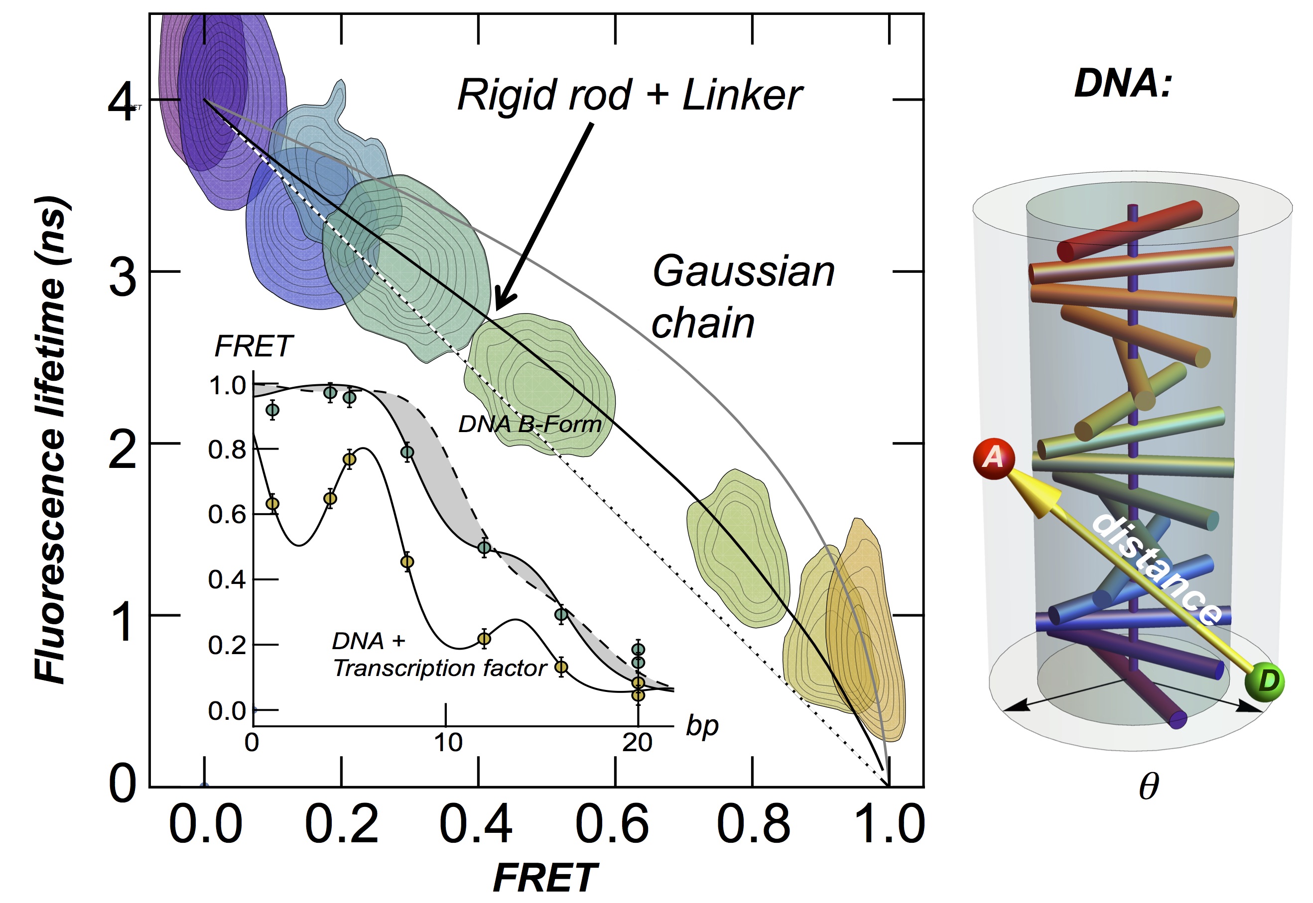 Protein-DNA interactions