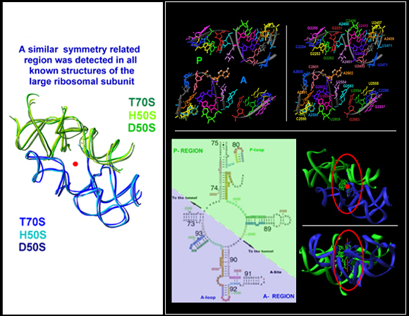 Agmon et al., Eur J Biochem, 270, 2543-56 (2003); Bashan et al., Mol Cell, 11,91-102 (2003); Yonath, ChemBioChem 4, 1008-17 (2003); Yonath, Biol Chem 384, 1411-9 (2003)