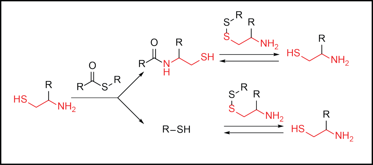autocatalysis mechanism