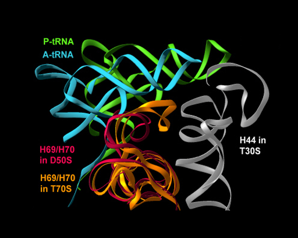 Schluenzen et al., Cell 102, 615-23 (2000); Harms et al., Cell, 107, 679-88 (2001); Yonath, Annu Rev Biophys Biomol Struct, 31, 257-73 (2002)