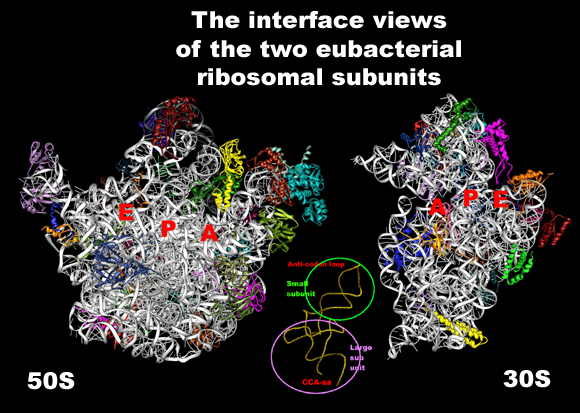 Schluenzen et al., Cell, 102, 615-23 (2000); Harms et al., Cell, 107, 679-88 (2001)