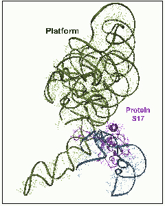 Zarivach et al., Curr Protein Pept Sci, 3, 55-65 (2002)
