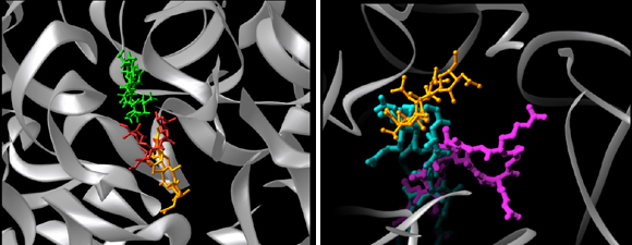 Berisio, et al., Nat Struct Biol, 10, 366-70 (2003); Agmon et al., Eur J Biochem, 270, 2543-56 (2003)