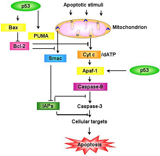 P53 Dependent Apoptosis