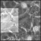 Time lapse recordings of neutrophils interacting with PAF-presenting HUVEC under shear stress conditions. 