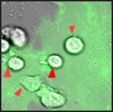 Effector T cells crawling on and transmigrating through TNF-activated HUVEC under shear flow.