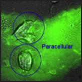 Effector lymphocytes can cross the endothelium through paracellular and transcellular TEM routes