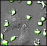 T cells migrate towards and over autologous DCs in the presence of immobilized CCL21. 
