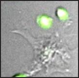 T cells migrate towards autologous DCs in the presence of immobilized CCL21.