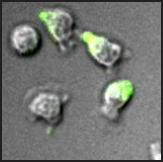 Alpha4 integrins are confined to the uropod of T lymphocytes locomoting on immobilized CCL21