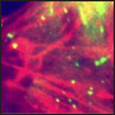 The basolateral leading edge of effector lymphocytes consumes vesicle stored CCL2 during productive TEM 