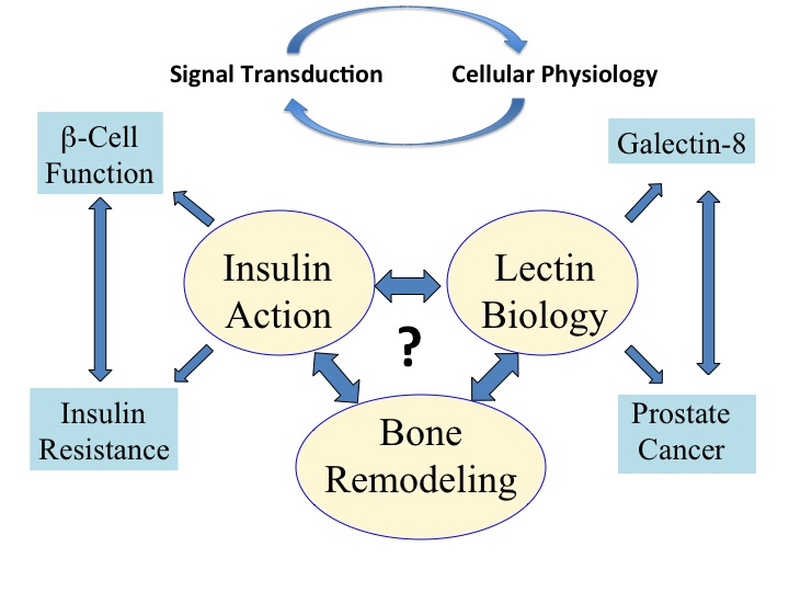  Insulin signaling and insulin resistance