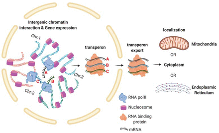 Model for mRNA multiplexing: Transperon assembly begins by intergenic interactions and is mediated by histone H4. After assembly, the transperon exits the nucleus and transports the mRNAs to a specific sub-cellular destination.