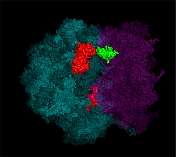 A model of the ribosome with labeled ribosomal proteins involved in the translation of specific groups of mRNAs