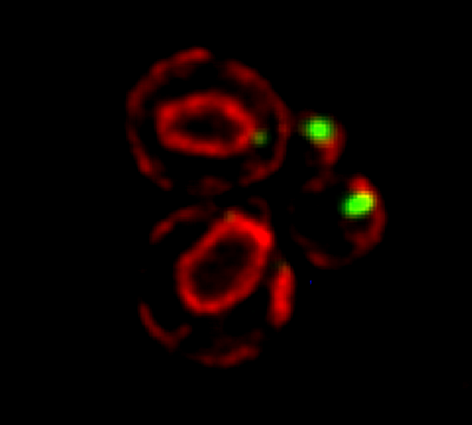 SRO7 mRNA (green) is polarized along with cortical endoplasmic reticulum (red) to the bud tip of dividing yeast cells