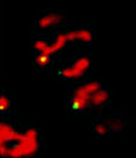 mRNA encoding Oxa1 (green), a mitochondrial inner membrane protein, localizes to the mitochondria (red)