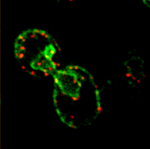 Single-molecule FISH shows that endogenously expressed SUC2 mRNA (red) localizes to cortical and nuclear ER (green) in yeast