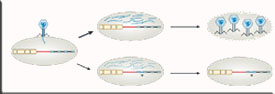 CRISPR