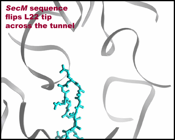 Berisio, et al., Nat Struct Biol, 10, 366-70 (2003)