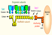 Cellulosome Systems