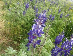 Ella vally 2015 picture no. 29