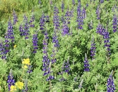 Ella vally 2015 picture no. 33