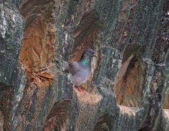 Trip 2019-Beit Guvrin Caves and Purple flowers picture no. 2