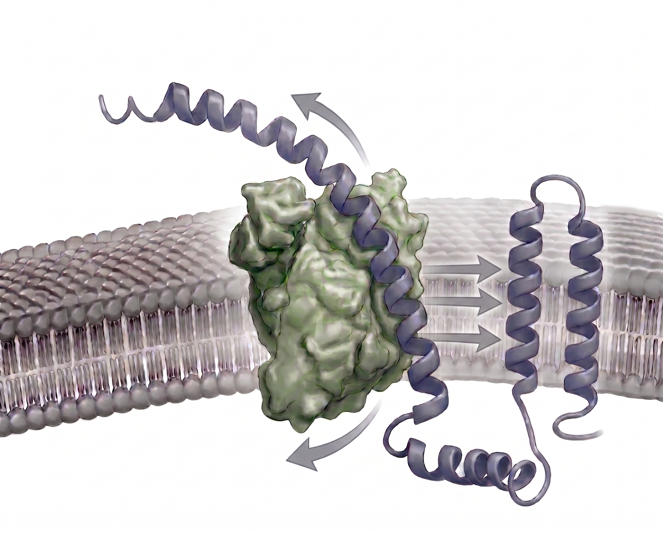 How membrane proteins enter the membrane