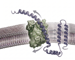 How membrane proteins enter the membrane