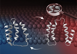 Folding and quality control within the membrane