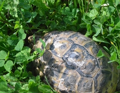 Mushroom hunting - March 2017 picture no. 12