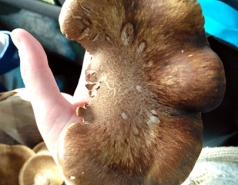 Mushroom hunting - March 2017 picture no. 17