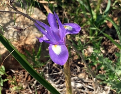 Mushroom hunting - March 2017 picture no. 19