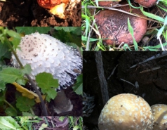 Mushroom hunting - March 2017 picture no. 21