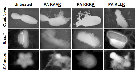 Anti Cancer peptides