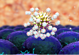 HIV-cell infection and immune-suppression 