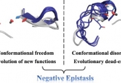 Conformational freedom permits evolution of new functions, while conformational disorder causes evolutionary dead-ends.