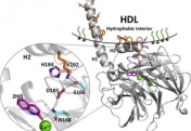 Directed Evolution and Synthetic Biology