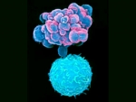 Picture of an apoptotic cell