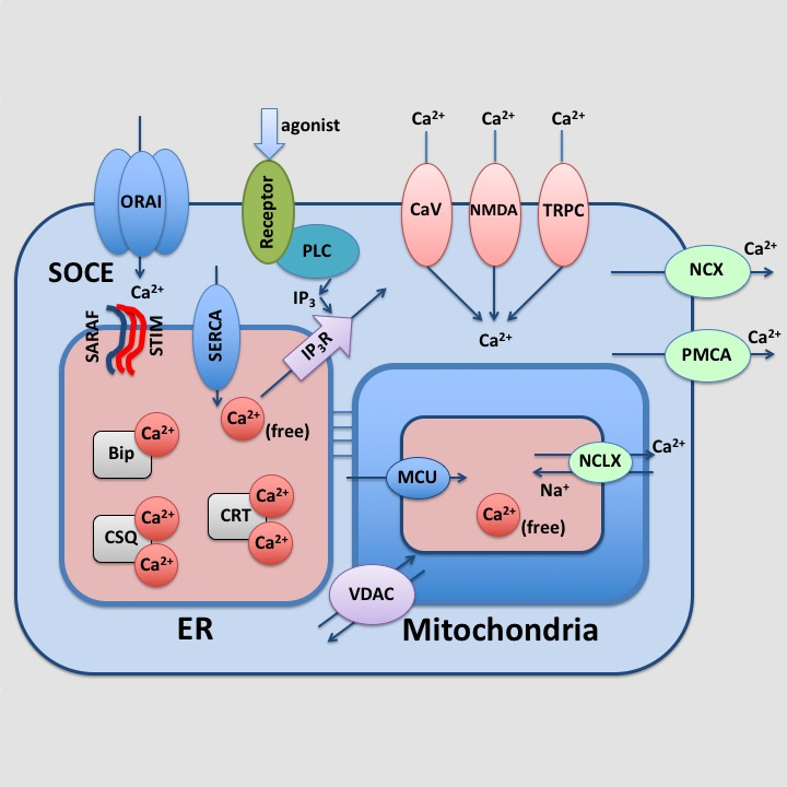 Calcium Signaling