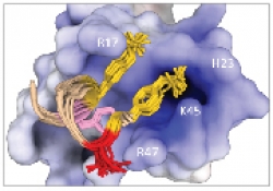 The interactions of chemokines with the receptors that serve as HIV-1 coreceptors