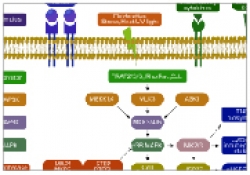 The interactions of MAP kinases with phosphatases