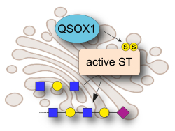 Redox Regulation of the Golgi Apparatus